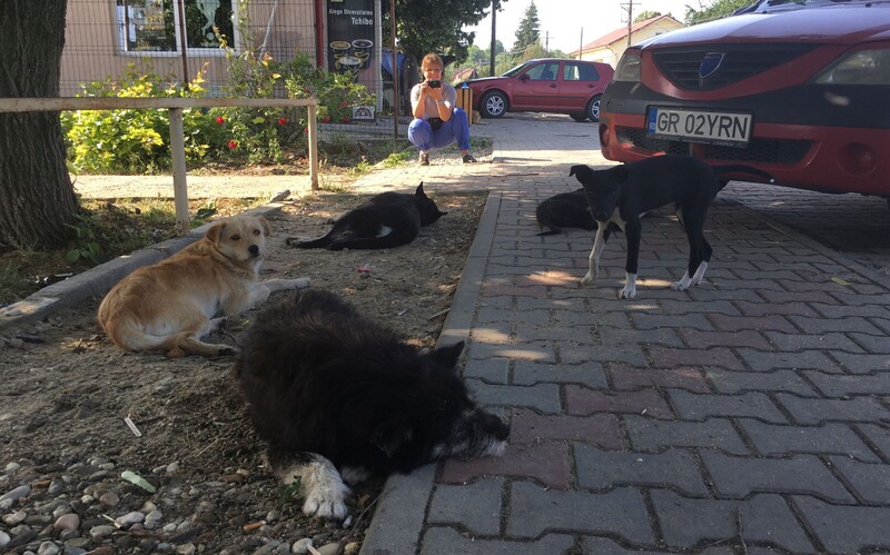 Eine Streunerfamilie pausiert am Wegesrand in einem Dorf in Zentralrumänien.
