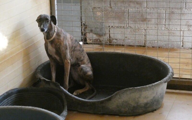 - Und welcher Hund sich im Zweifel nicht (mehr) an neue Bedingungen anpassen kann. -