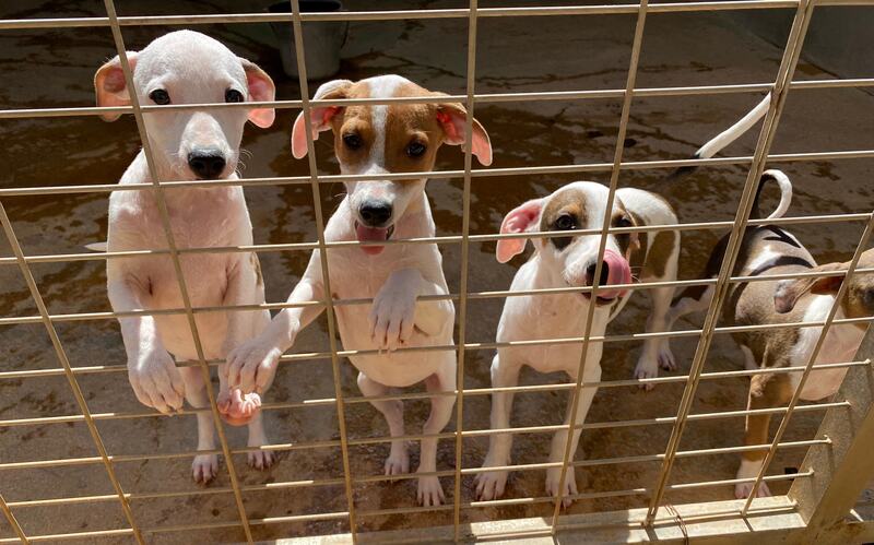 Wie in vielen anderen Tierheimen hoffen auch hier zahlreiche Welpen auf ein neues Zuhause. 