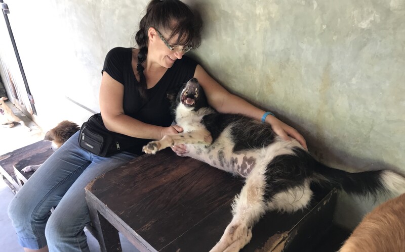Hier wird wirklich alles dafür getan, dass es den beherbergten Hunden gut geht. 