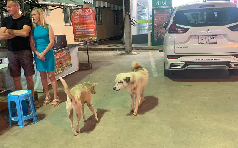 Während frei laufende Hunde Konflikte auf Distanz und über Imponiergesten lösen können,
