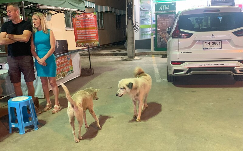 Während frei laufende Hunde Konflikte auf Distanz und über Imponiergesten lösen können,
