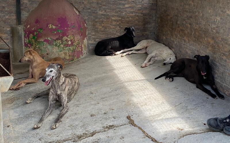 Alle Hunde verbringen ihren Alltag in Gruppenhaltung