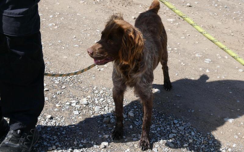 ausgesonderte Jagdhunde,