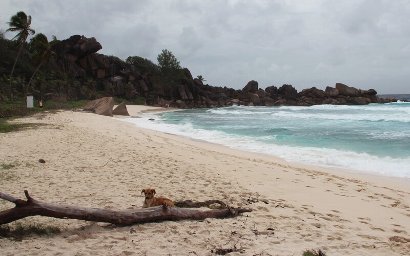 Entspannter Streuner an einem Strand auf La Digue.
