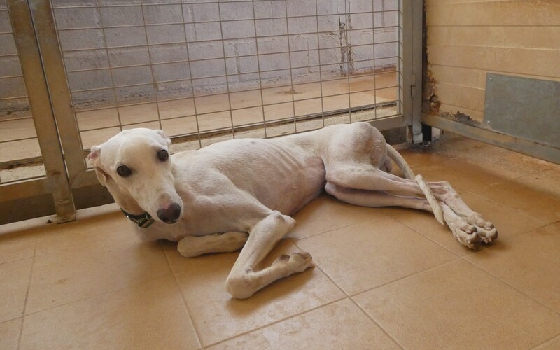 Einige Hunde leben in großzügigen Ausläufen, die meisten jedoch in Zwingern.