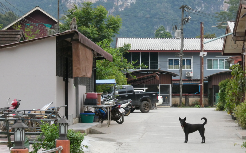 Touristen gegenüber zeigen sich frei laufende Hunde in Süd-Thailand meist desinteressiert.
