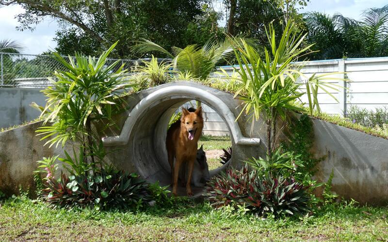 sie gehen mit den Hunden spazieren,
