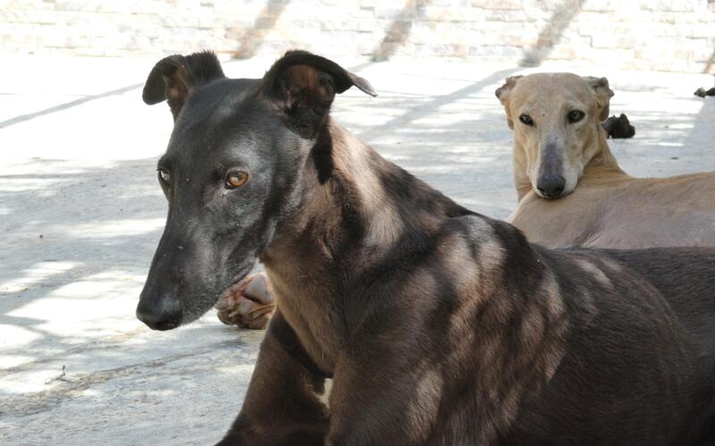 Zur Adoption freigegebene Hunde werden