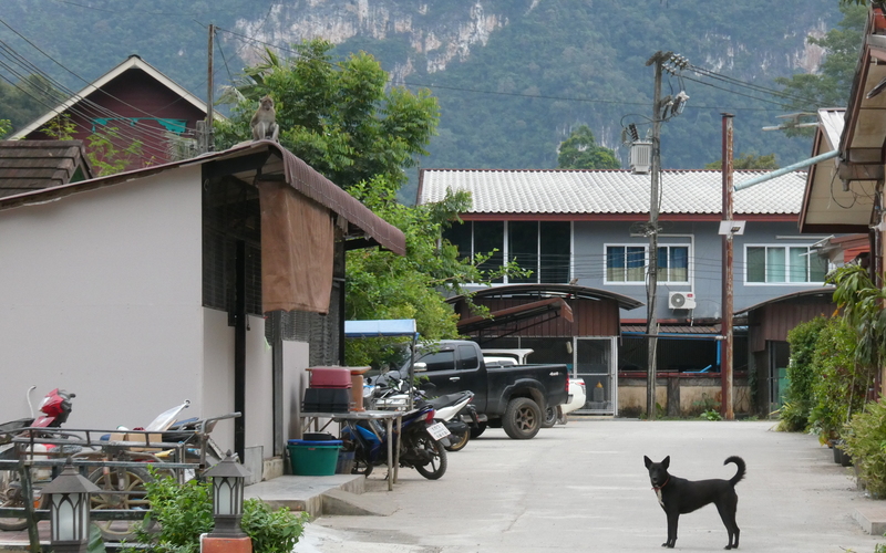 Touristen gegenüber zeigen sich frei laufende Hunde in Süd-Thailand meist desinteressiert.
