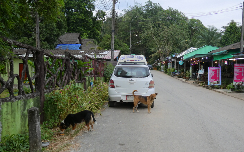 Futterstellen am Straßenrand sind üblich und vor allem für ältere Streunerhunde ein Segen.
