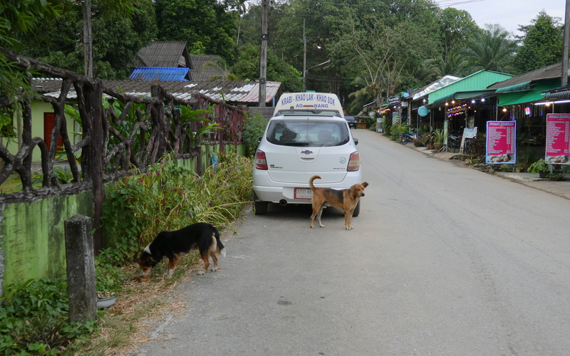 Futterstellen am Straßenrand sind üblich und vor allem für ältere Streunerhunde ein Segen.