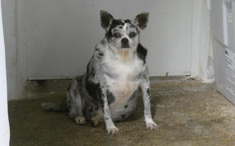 ältere Hunde sowie Hunde mit gesundheitlichen Einschränkungen