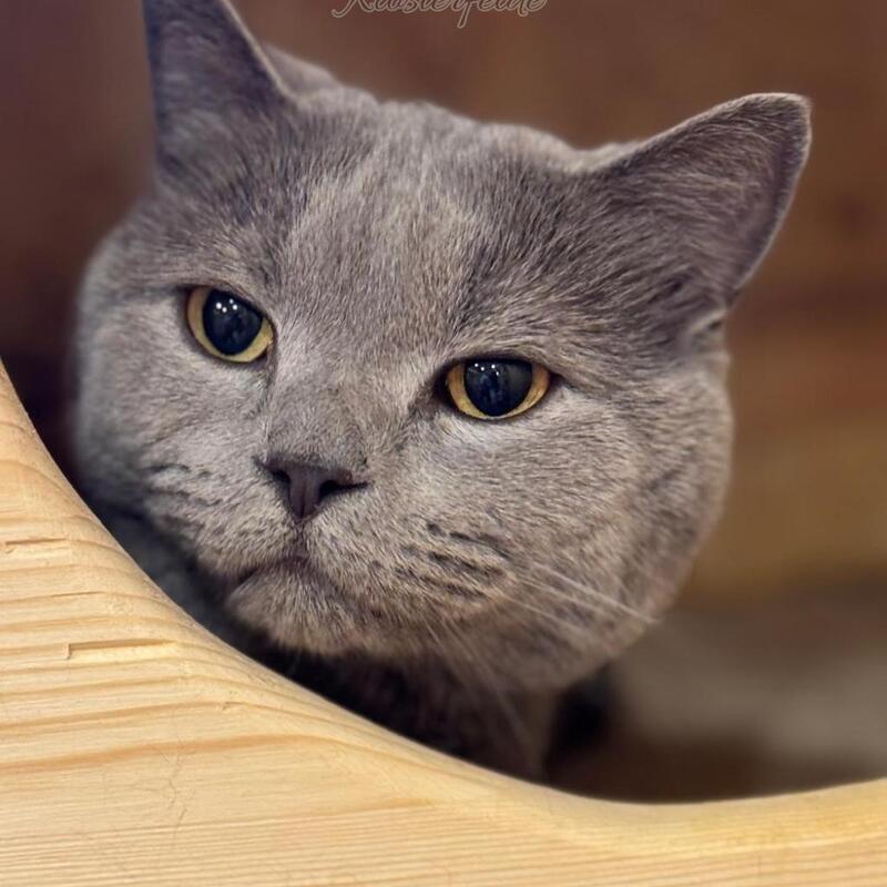 Katzenpension Berlin Brandenburg  