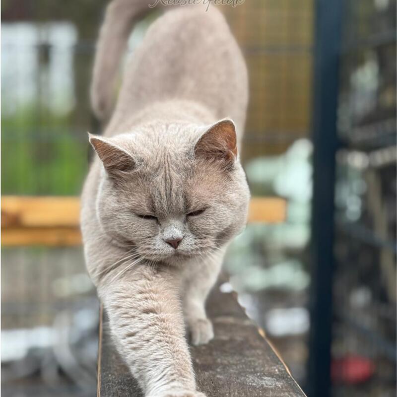 Katzenpension Berlin Brandenburg  