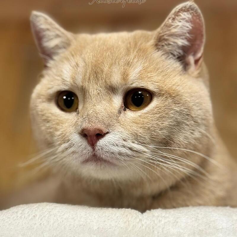 Katzenpension Berlin Brandenburg  