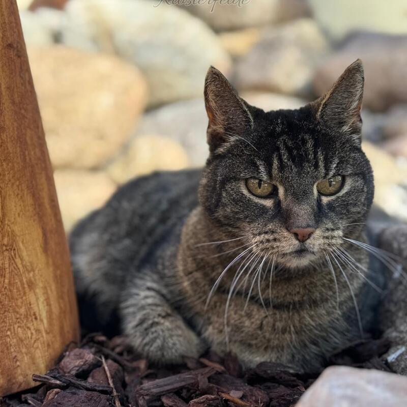 Katzenpension Berlin Brandenburg  