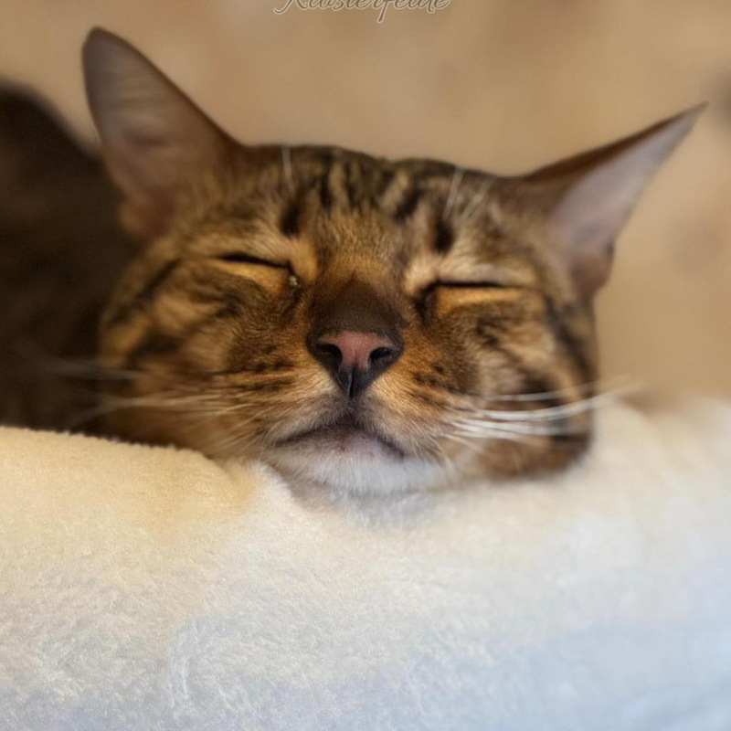 Katzenpension Berlin Brandenburg  