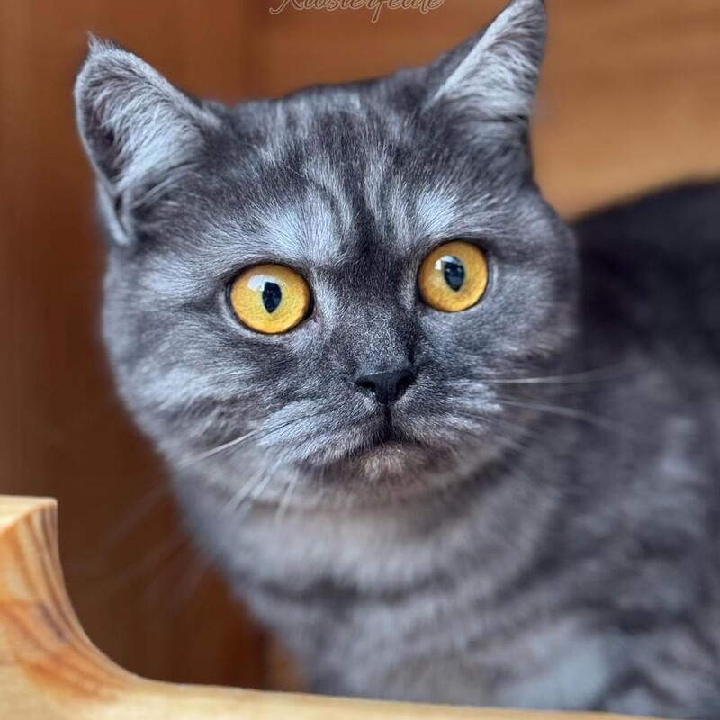 Katzenpension Berlin Brandenburg  