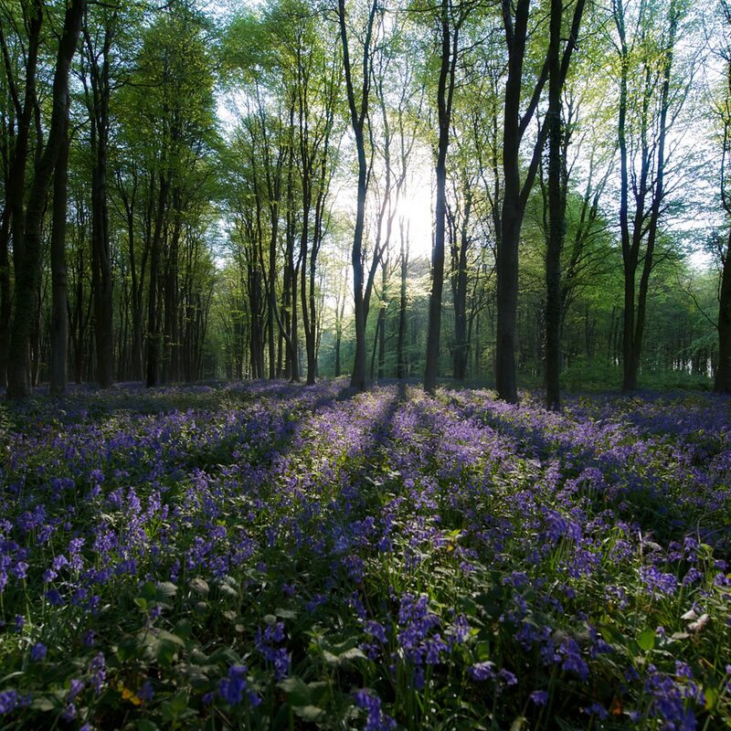 Bluebell Wood