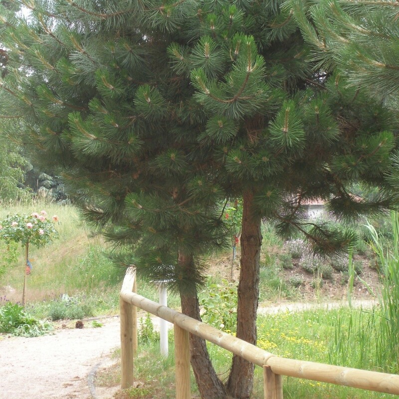 Leicht ansteigende Spazierstrecke mit Geländerhilfe.