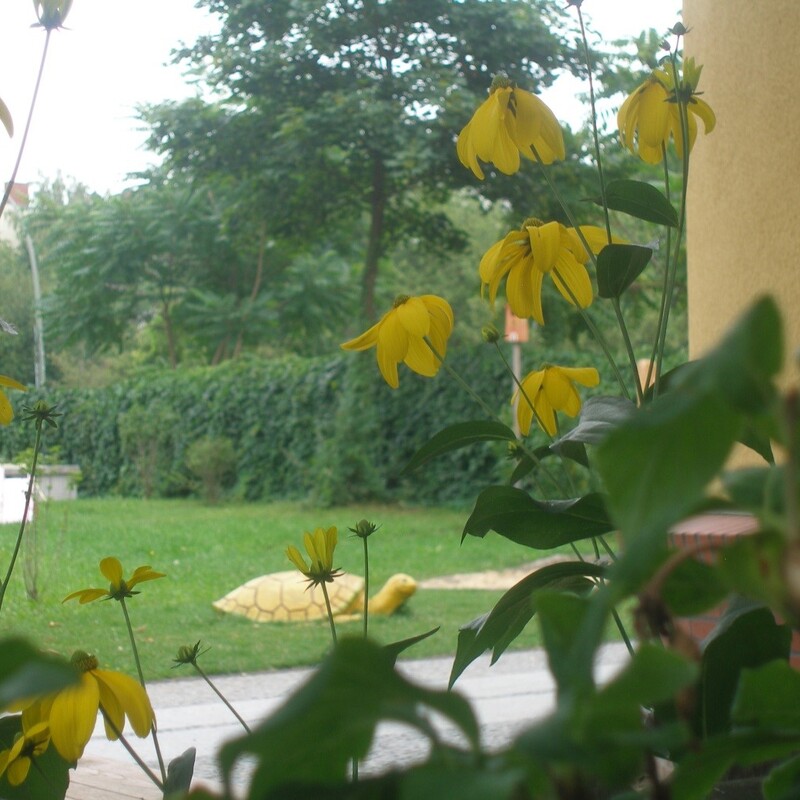 freie Spielwiese mit Schildkröte  