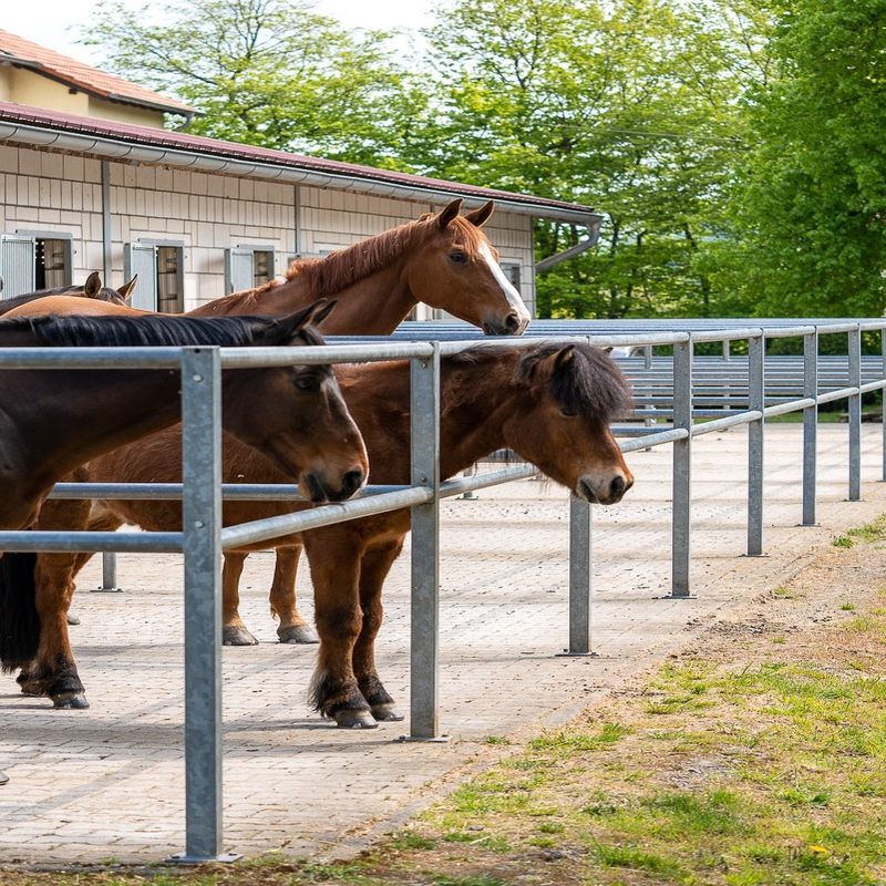 Viel frische Luft und Sonnenlicht durch die großen Paddock direkt an der Box