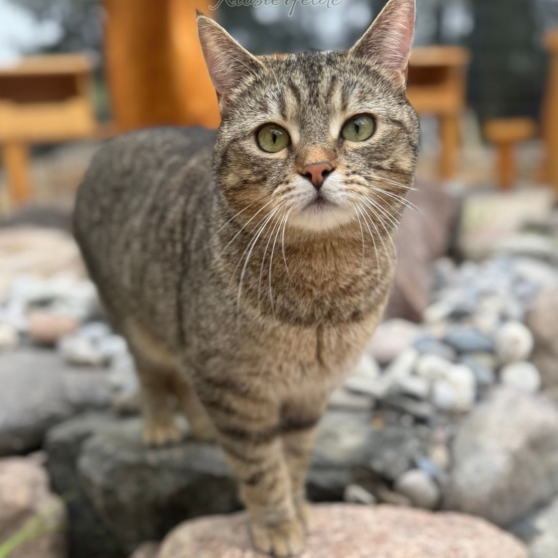 Katzenpension Berlin Brandenburg  