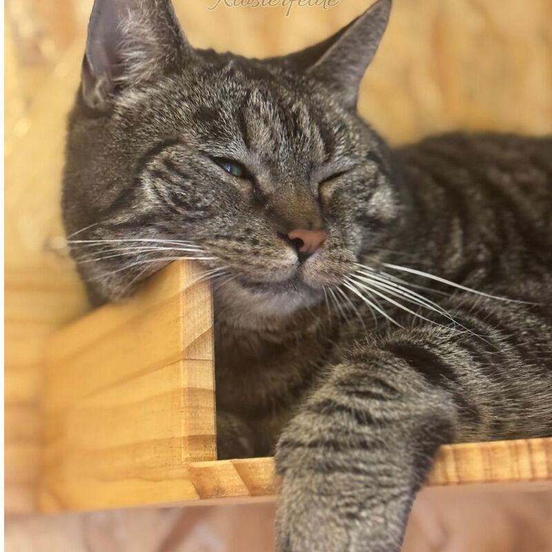 Katzenpension Berlin Brandenburg  