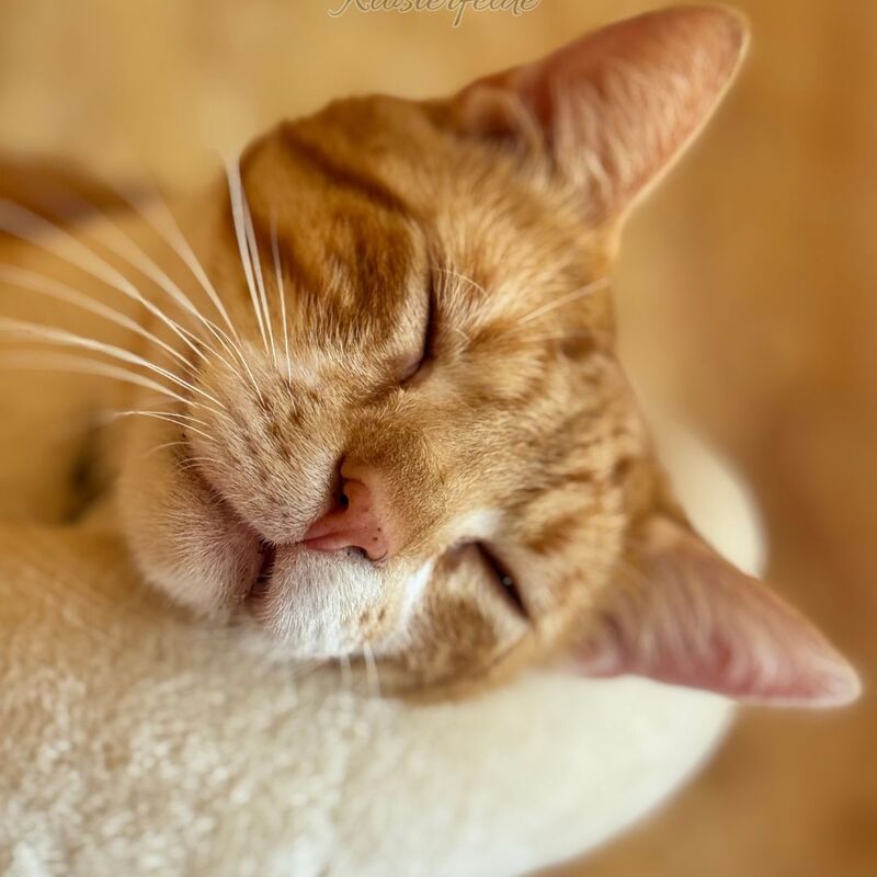 Katzenpension Berlin Brandenburg  