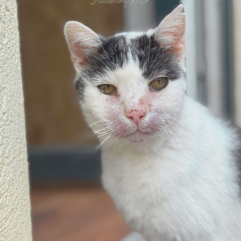 Katzenpension Berlin Brandenburg  