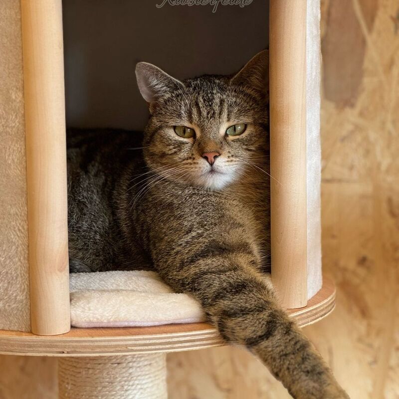 Katzenpension Berlin Brandenburg  