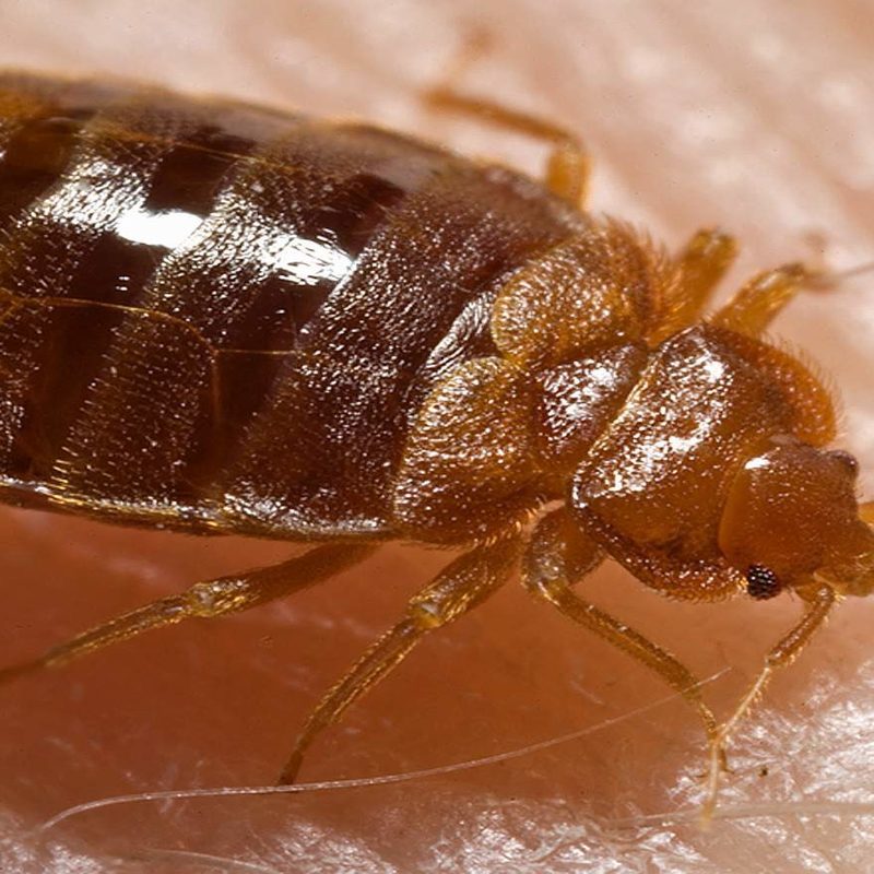 Bed bug close up