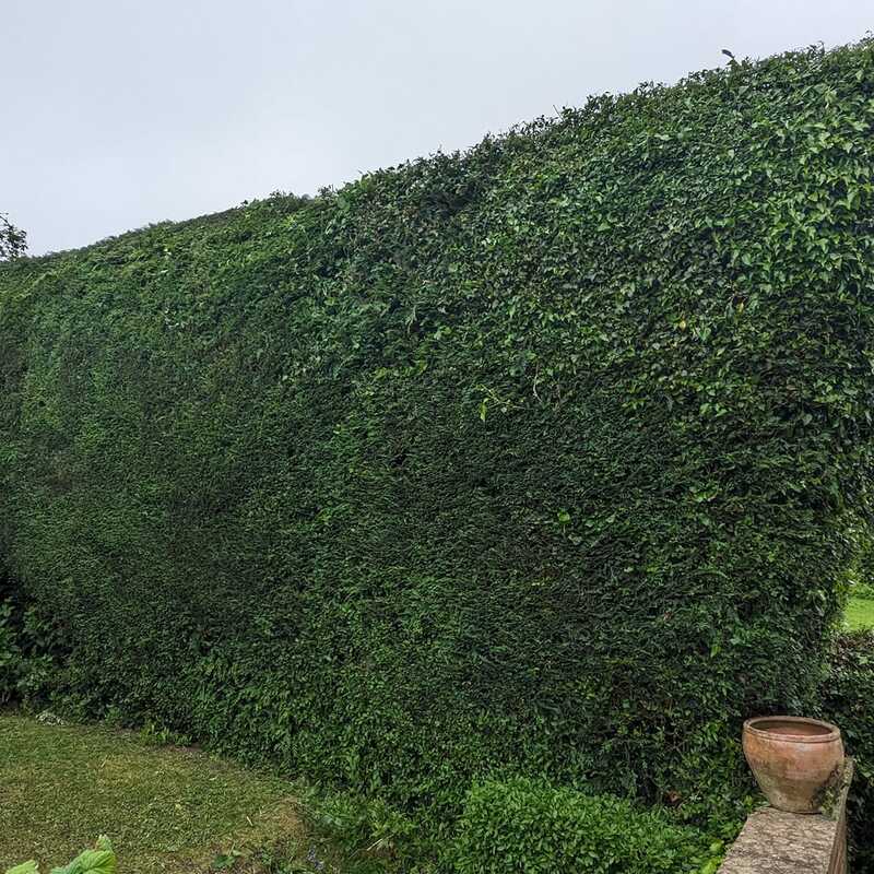A lovely shape up of an extraordinarily large conifer hedge in Bakersfield.