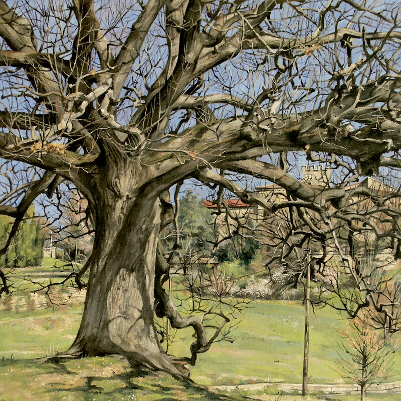 eiche, murs - vaucluse 2019, 75 x 60 cm, öl auf leinwand