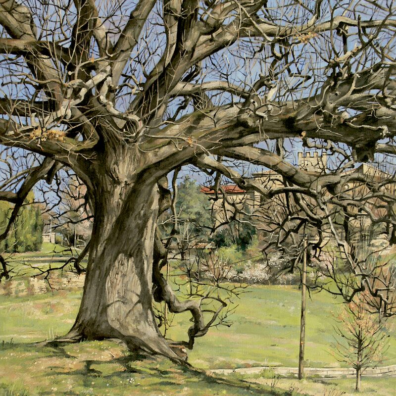 chêne, murs - vaucluse 2019, 75 x 60 cm, huile sur toile