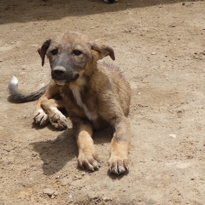 Eine ausreichende medizinische Versorgung für alle Hunde ist kaum möglich.
