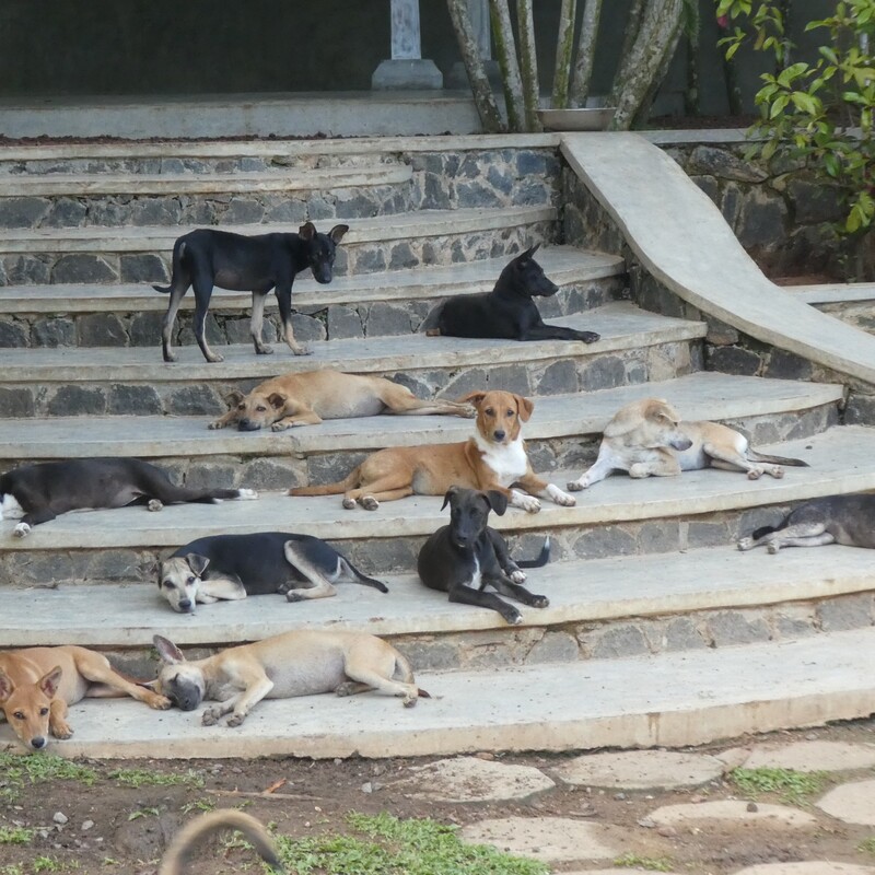So erfahren alle Hunde eine gute Sozialisierung und ausreichende Beschäftigung, aber auch notwendige Ruhephasen.