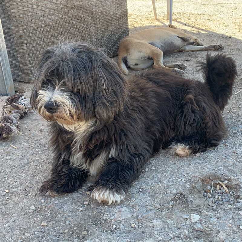 Hier leben nicht nur Streuner, sondern auch ehemalige Familienhunde.