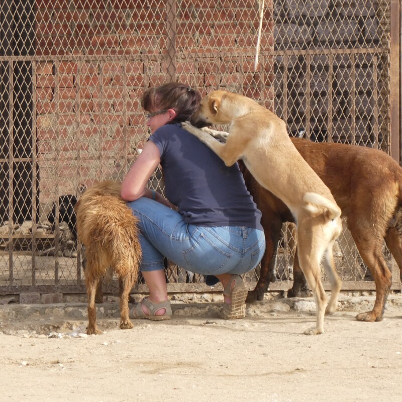 Kleinere Hundegruppen leben in Zwingern zusammen.
