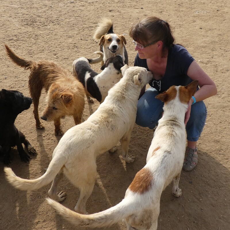 Aber auch um selten verfügbare Streicheleinheiten entsteht schnell Streit unter den Hunden.
