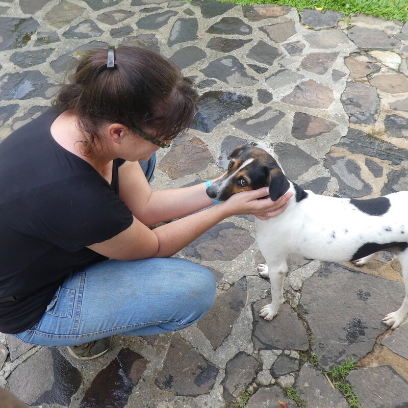 eine vorübergehende Betreuung von Besitzerhunden sowie die Aufnahme von kürzlich ausgesetzten Hunden,