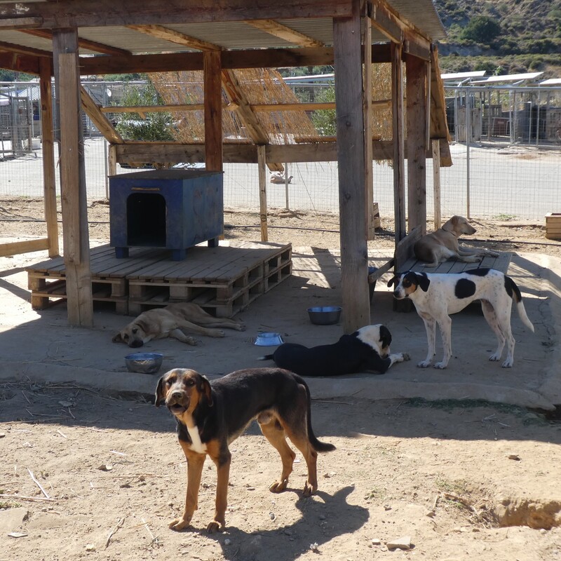 Hunde werden in möglichst passenden Gruppen zusammengestellt.