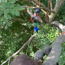 Ein Baumpfleger führt Arbeiten in großer Höhe mit Seilklettertechnik durch.