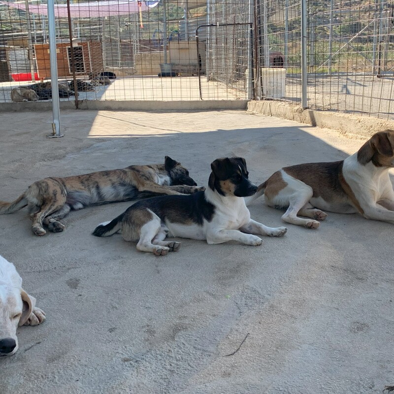 Das Souda Shelter auf Kreta wird mit sehr viel Herzblut geführt.