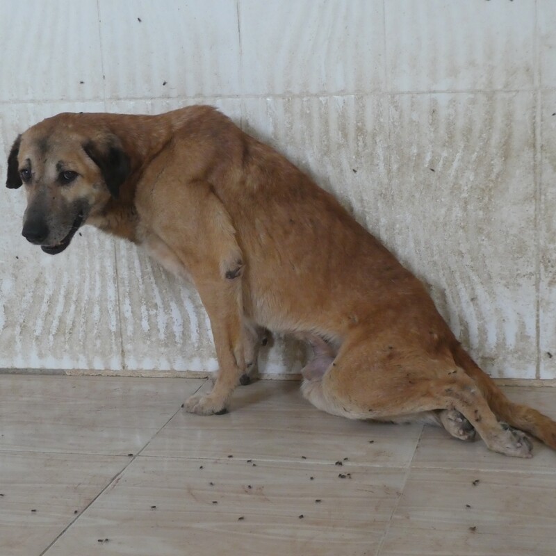 Hunde mit Handicaps sind meist in gefliesten Räumen untergebracht.
