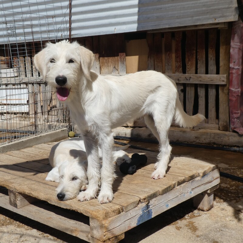 Jeder Hund wird möglichst genau beschrieben, um eine Adoption in ein hoffentlich dauerhaftes neues Zuhause zu erreichen.