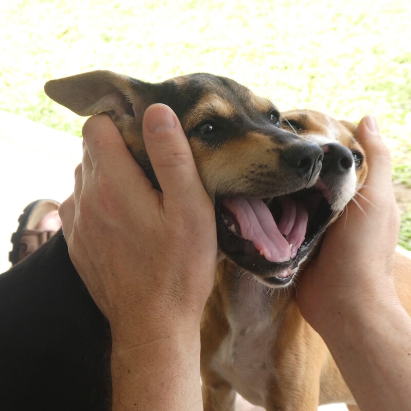 Ein wahrhaftig herausragendes Tierschutzprojekt, für das es sich auf jeden Fall zu spenden lohnt!
