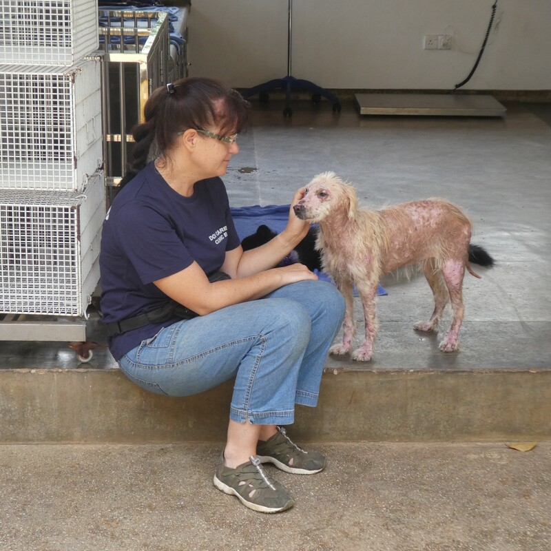 die Behandlung und Versorgung verletzter Hunde