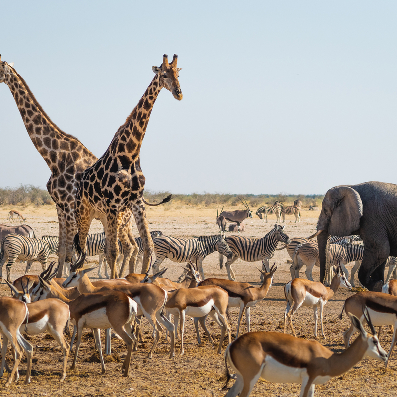 Etosha